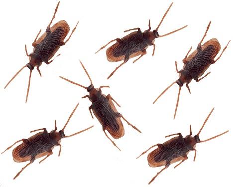 Cockroaches 5cm Pack 25 - Discontinued Line Last Chance To Buy