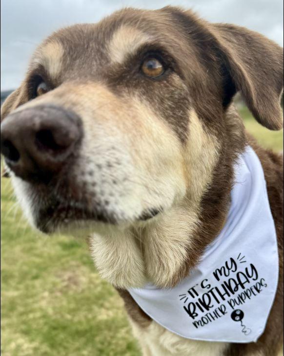 Personalised Dog Bandana