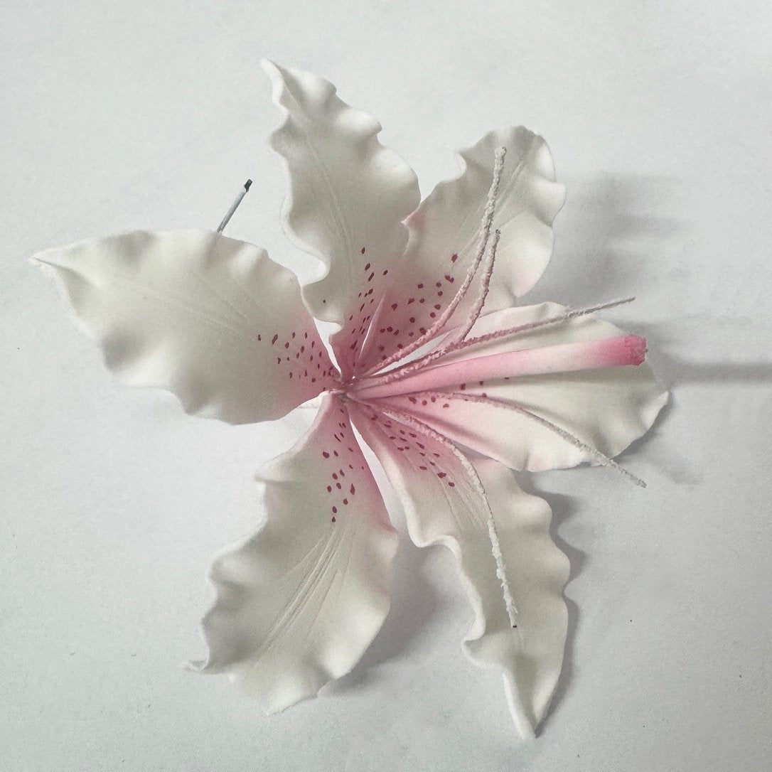 Suagr Lillium Pink Centre Professional Large 9cm Diam