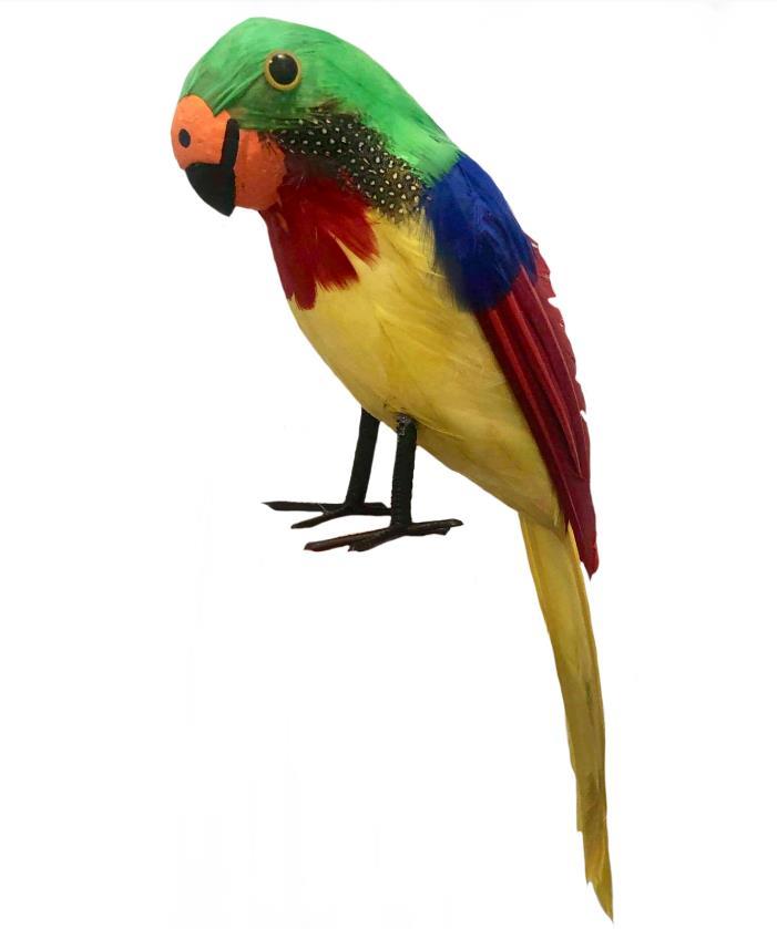 Parrot Feathered Pirate 45cm Tropical