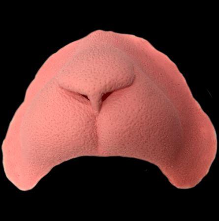 Prosthetics Tinsley Black Label Cat Nose Deluxe