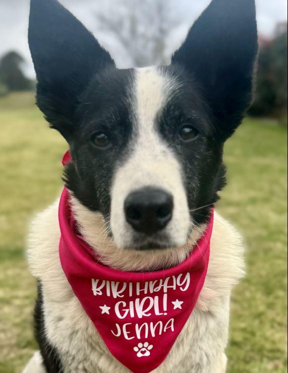 Personalised Dog Bandana