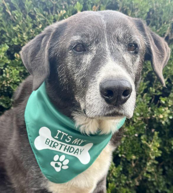Personalised Dog Bandana