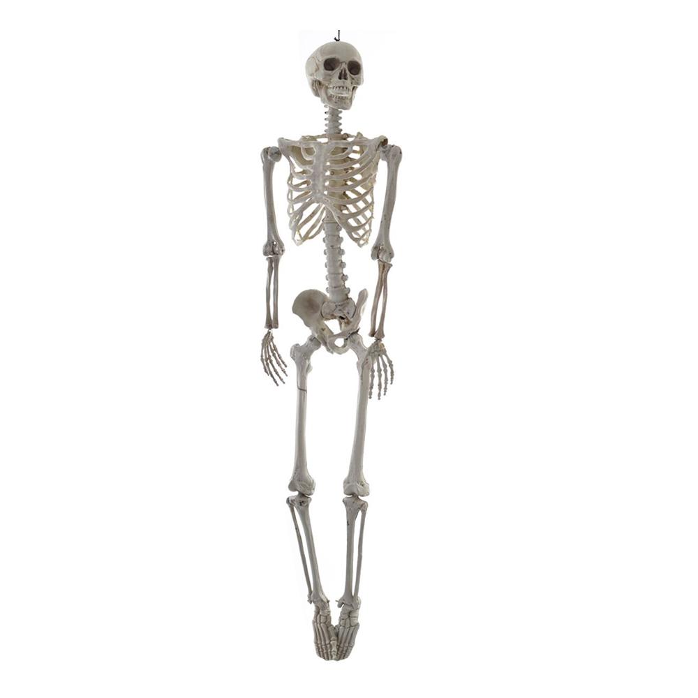 Hanging Prop Skeleton 160cm