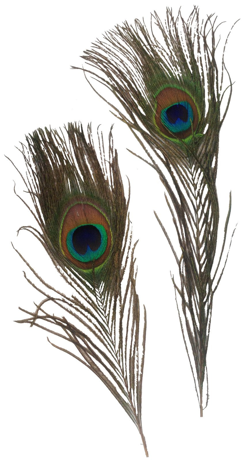 Feathers Peacock Artificial Pk/2